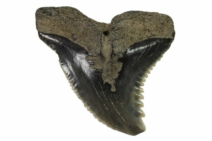 Hemipristis Shark Tooth Fossil - Virginia #102149